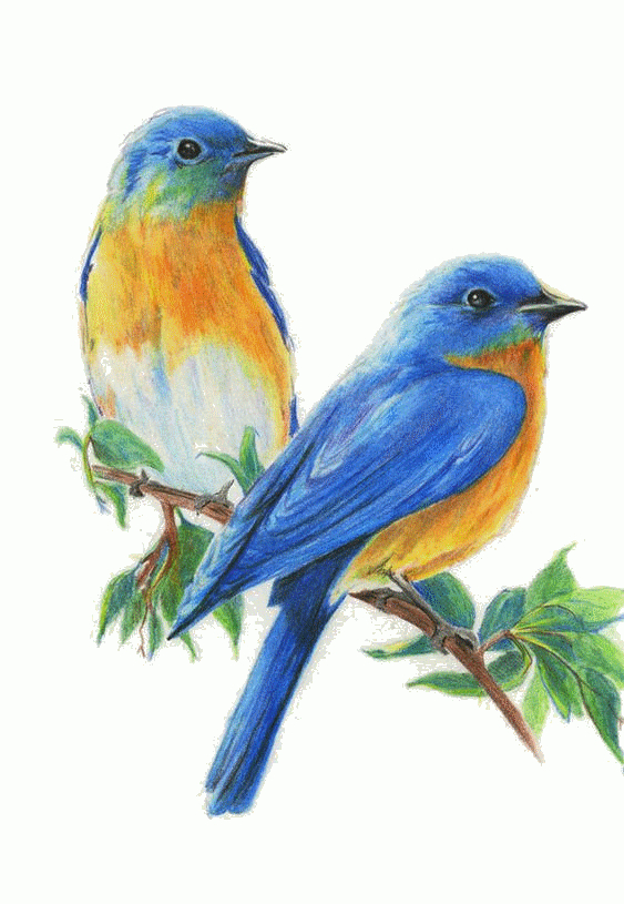 Tubes - Gifs Oiseaux - Balades Comtoises  Bird Drawings, Watercolor pour Dessins D Oiseaux