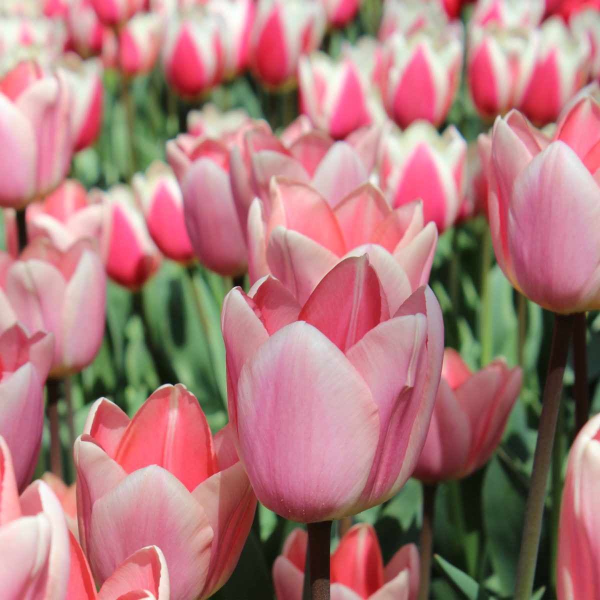 Tulipe Darwin Apricot Delight - Bulbe - De Grandes Fleurs Rose Pêche Et dedans Fleur De Tulipe