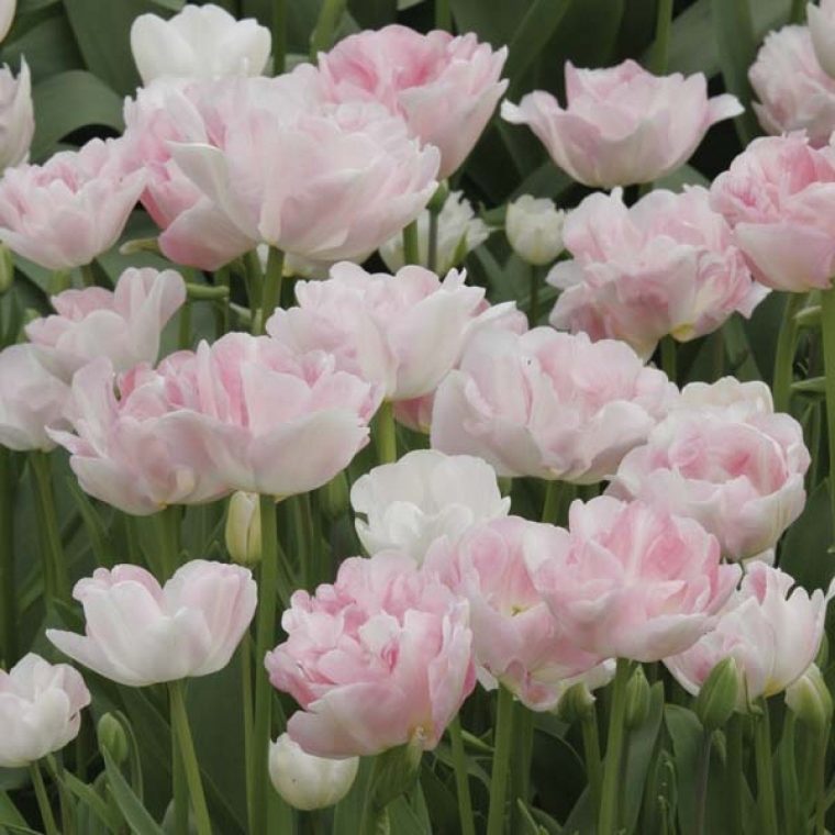 Tulipe Double Tardive Angélique – Bulbe – Des Fleurs De Pivoine Rose Tendre intérieur Fleur De Tulipe