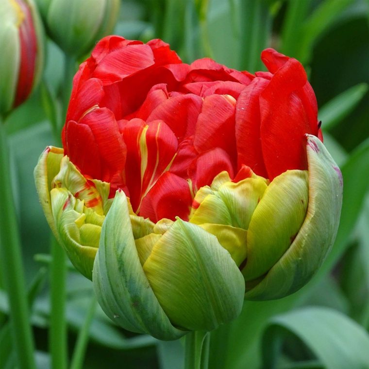 Tulipe Double Tardive Pop Up Red – Bulbe – Des Fleurs De Pivoine Très intérieur Fleur De Tulipe