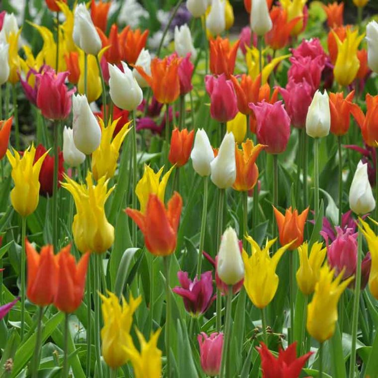 Tulipe Fleur De Lis En Mélange – Ernest Turc dedans Fleur De Tulipe