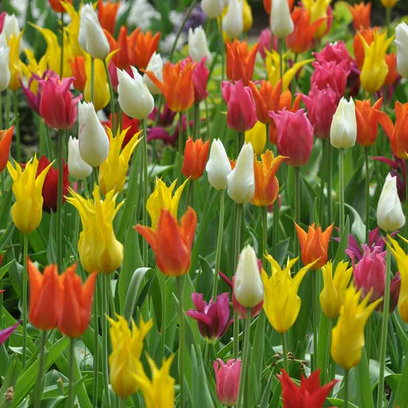 Tulipe Fleur De Lis En Mélange - Ernest Turc dedans Fleur De Tulipe 