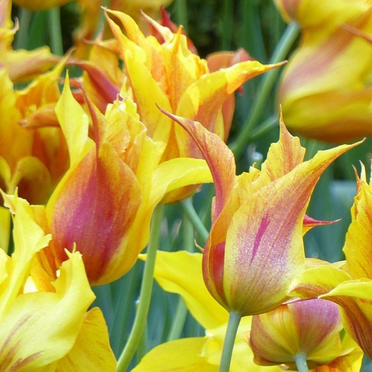 Tulipe Fleur De Lys Vendée Globe – Bulbe À Fleurs Panachées De Jaune, D concernant Fleur De Tulipe