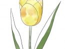 Un Dessin De Tulipe (Facile) - Objectif Dessin concernant Dessin De Tulipe