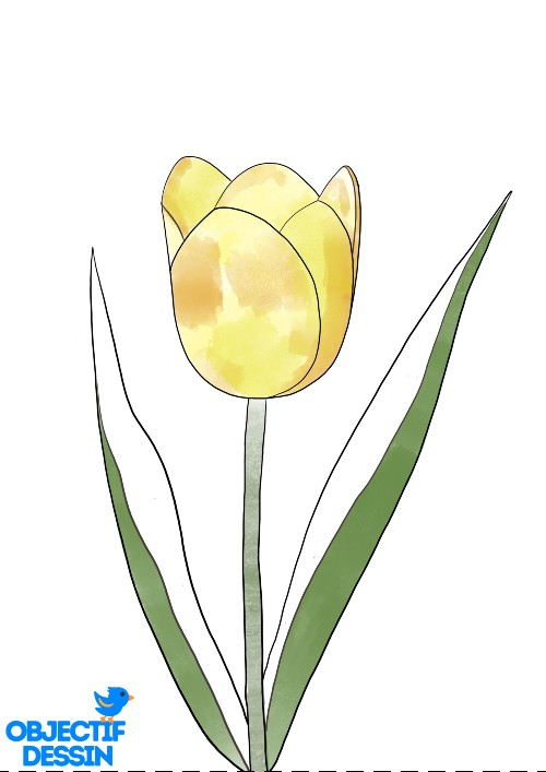 Un Dessin De Tulipe (Facile) - Objectif Dessin concernant Dessin De Tulipe 