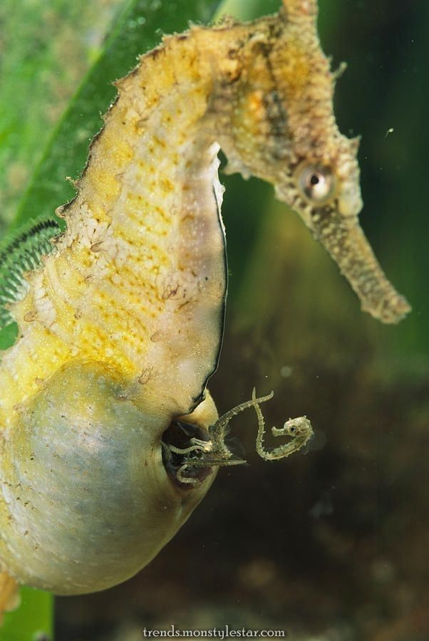 Un Hippocampe Mâle Donnant Naissance. Génial! (Avec Images tout Image Hippocampe