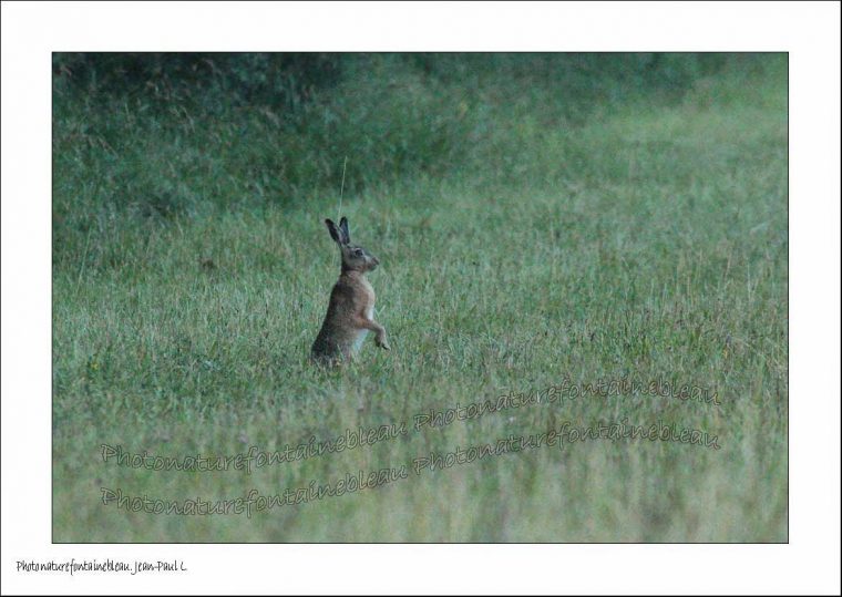 Un Regard Différent Sur La Nature: Le Lièvre Kangourou. 2014 064 concernant Cris Du Kangourou