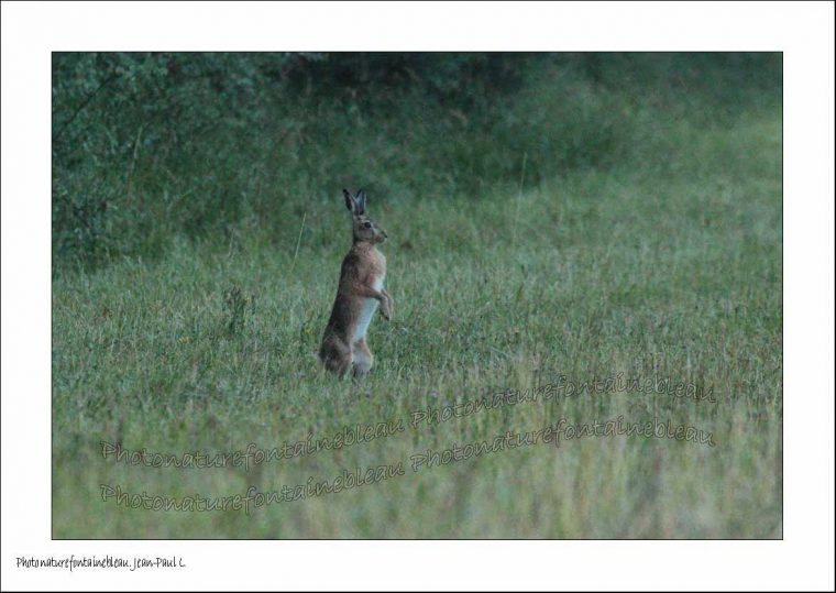 Un Regard Différent Sur La Nature: Le Lièvre Kangourou. 2014 064 concernant Cris Du Kangourou