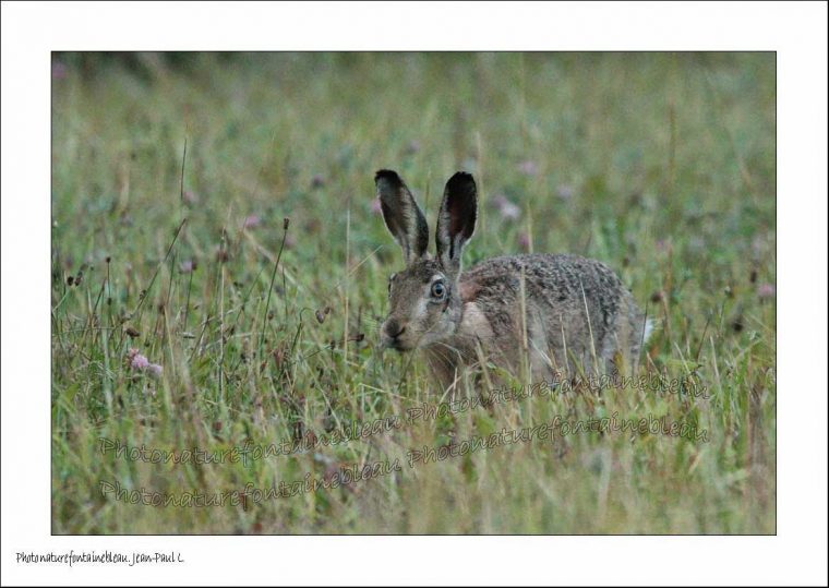 Un Regard Différent Sur La Nature: Le Lièvre Kangourou. 2014 064 concernant Le Crie Du Kangourou