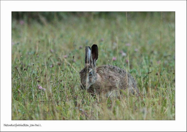 Un Regard Différent Sur La Nature: Le Lièvre Kangourou. 2014 064 dedans Le Crie Du Kangourou