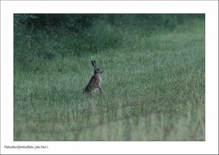 Un Regard Différent Sur La Nature: Le Lièvre Kangourou. 2014 064 tout Cris Du Kangourou