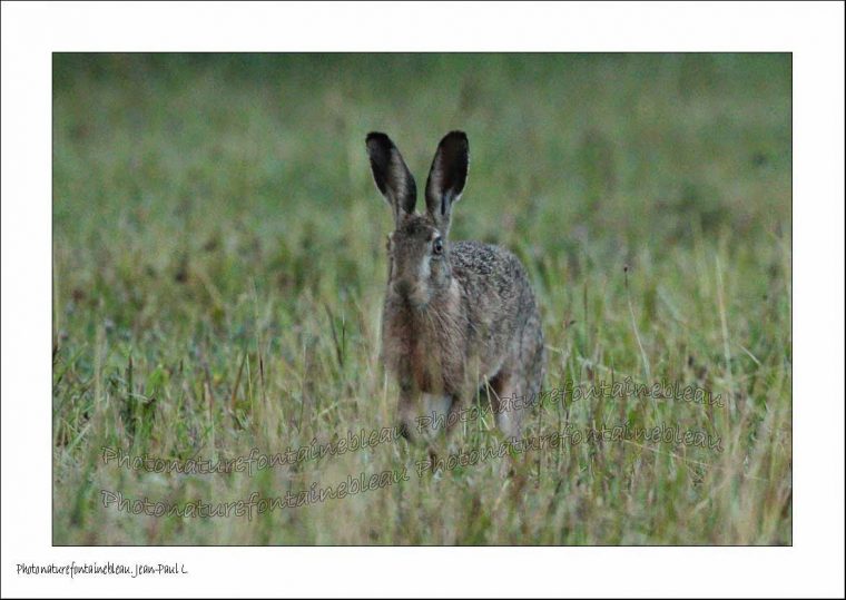 Un Regard Différent Sur La Nature: Le Lièvre Kangourou. 2014 064 tout Le Crie Du Kangourou