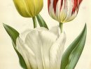 V.16 (1865-67) - Flore Des Serres Et Des Jardins De L'Europe dedans Dessin De Tulipe