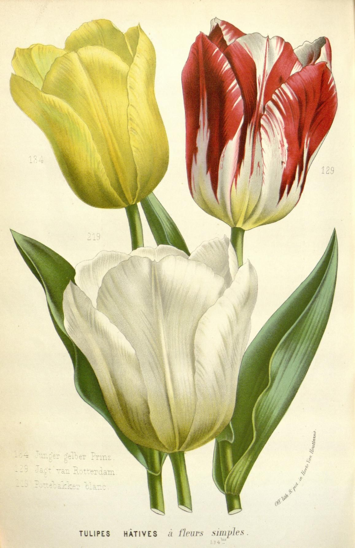 V.16 (1865-67) - Flore Des Serres Et Des Jardins De L'Europe dedans Dessin De Tulipe