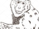 Vecteur De Dessin Chimpanzé. Animal Artistique, Utilisation Pour Votre dedans Dessin De Chimpanzé