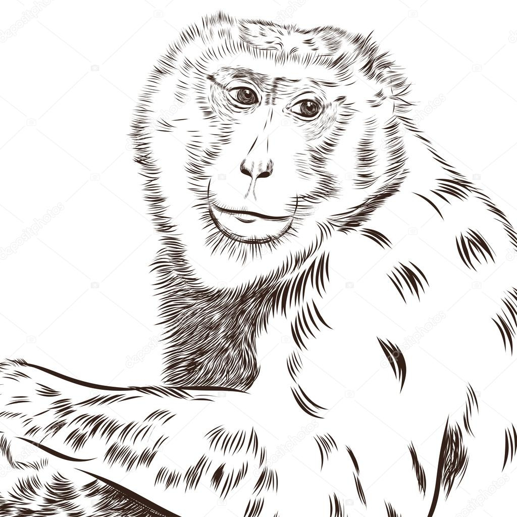 Vecteur De Dessin Chimpanzé. Animal Artistique, Utilisation Pour Votre dedans Dessin De Chimpanzé