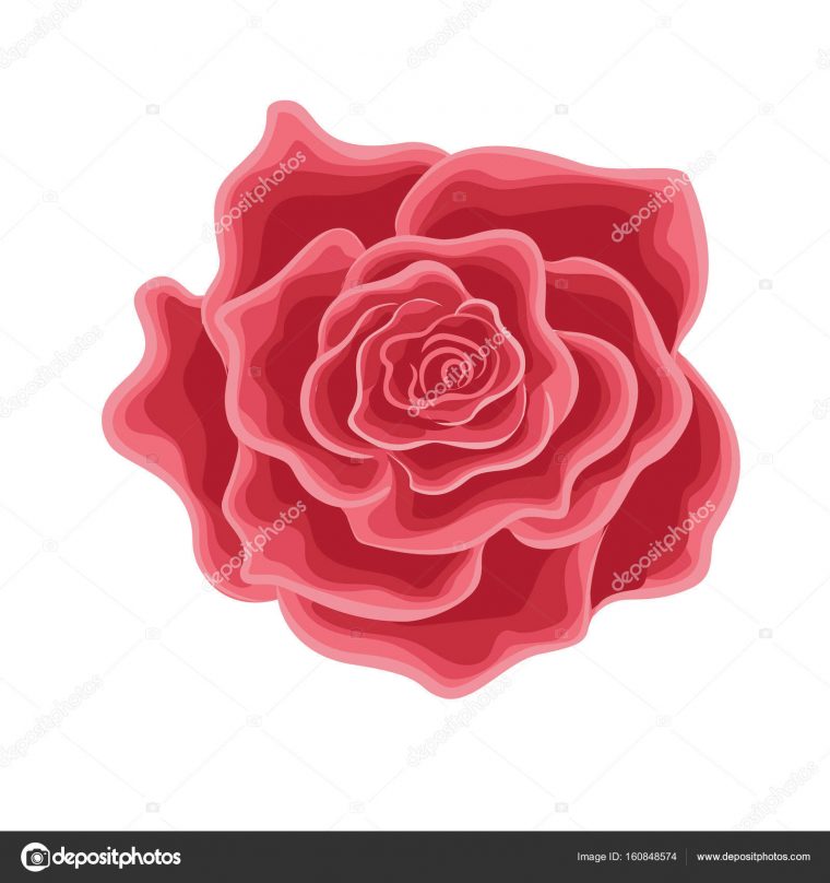 Vecteur Icône De La Fleur De Rose Isolé Sur Fond Blanc — Image dedans Une Rose En Dessin