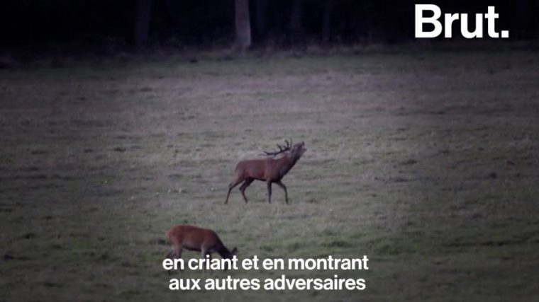 Video. En Immersion Au Cœur De La Forêt De Rambouillet Pour Écouter Le concernant Cri Du Sanglier Écouter