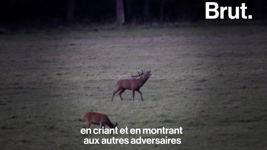 Video. En Immersion Au Cœur De La Forêt De Rambouillet Pour Écouter Le concernant Cri Du Sanglier Écouter 