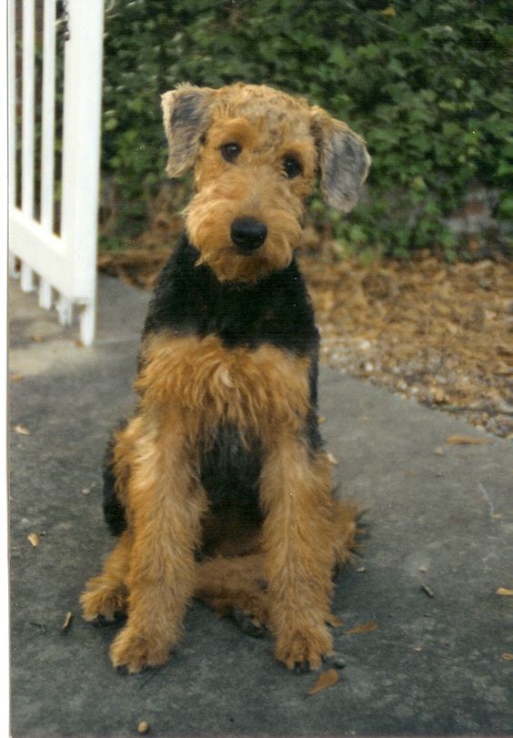 airedale in not