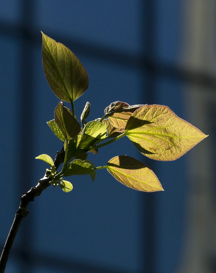 frühling in der stadt