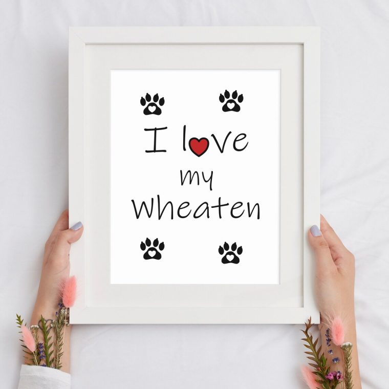 wheaten my love