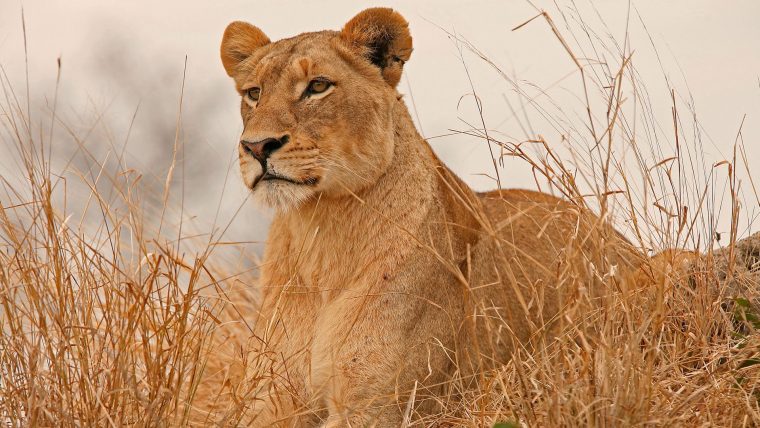 meru national park animals