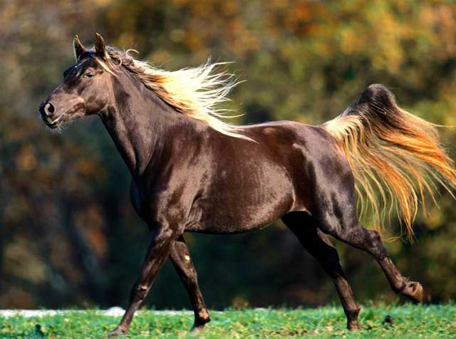 rocky mountain horses