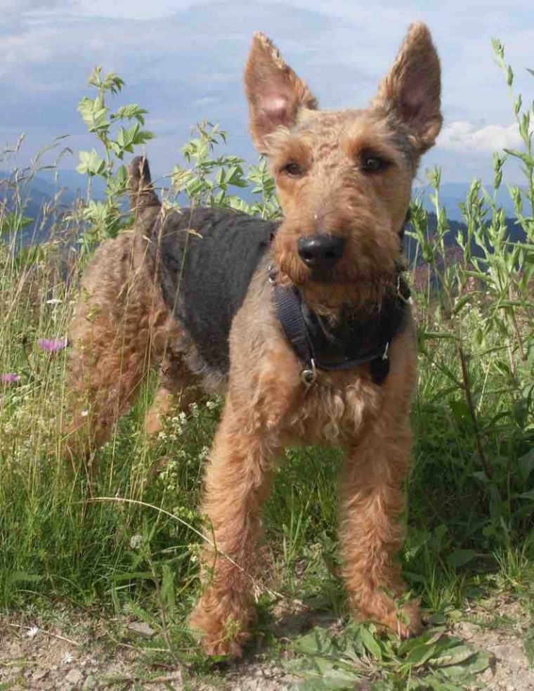 welsh terrier nrw