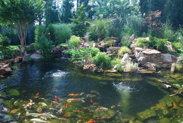 bassin de jardin pour poisson