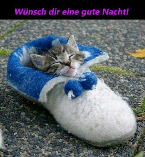 gute nacht bilder katzen kostenlos