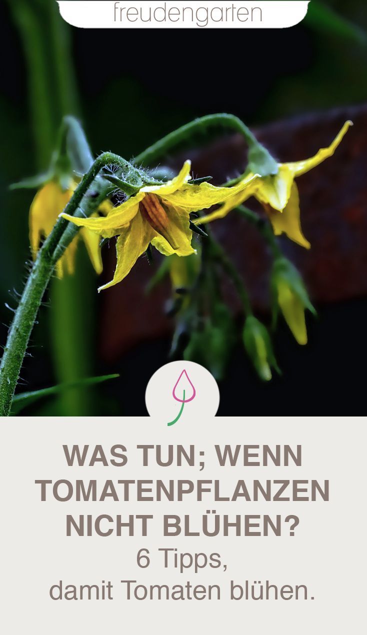 tomaten blühen aber keine früchte