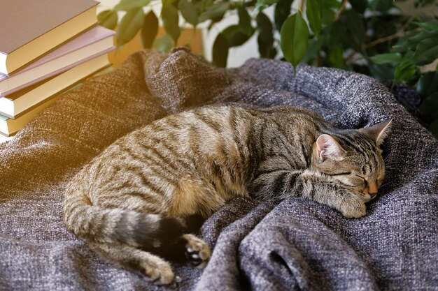 katze schleppt decke durch die gegend