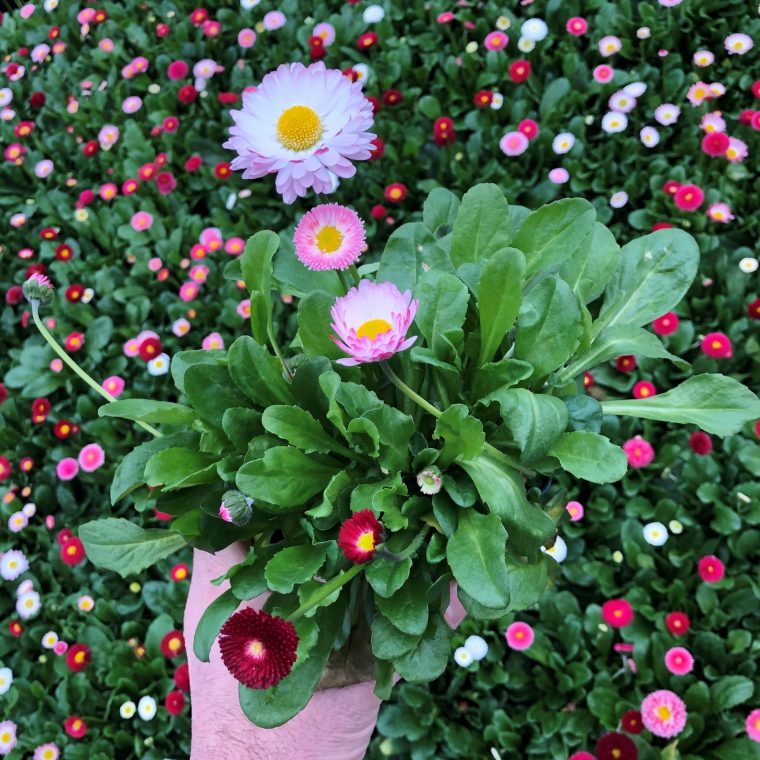 bellis perennis psyche