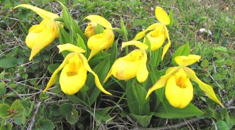 cypripedium pubescens anwendungsgebiete