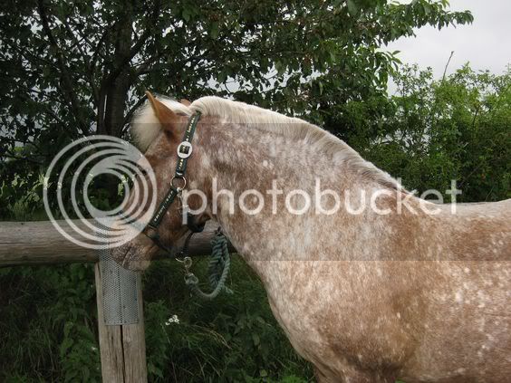 pferd ganaschen geschwollen