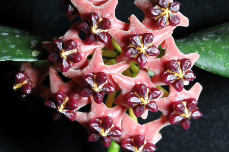 hoya lobbii pink