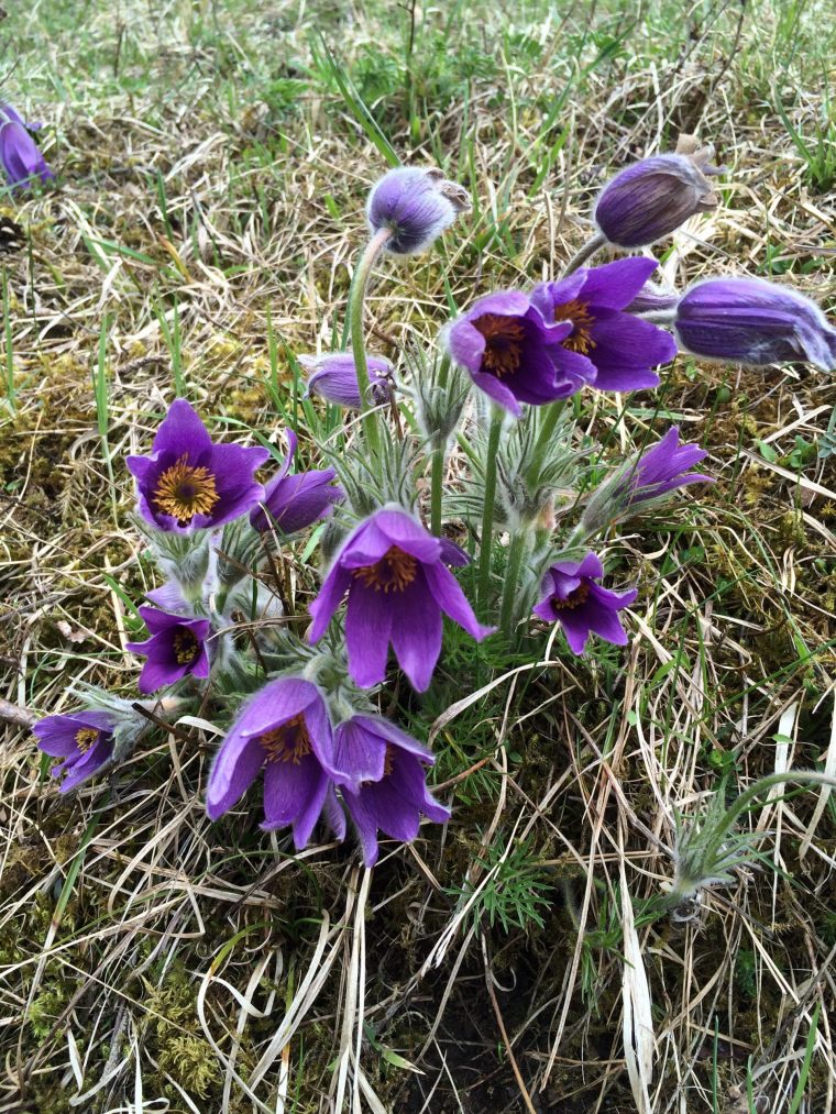 grüffelo naturführer frühling