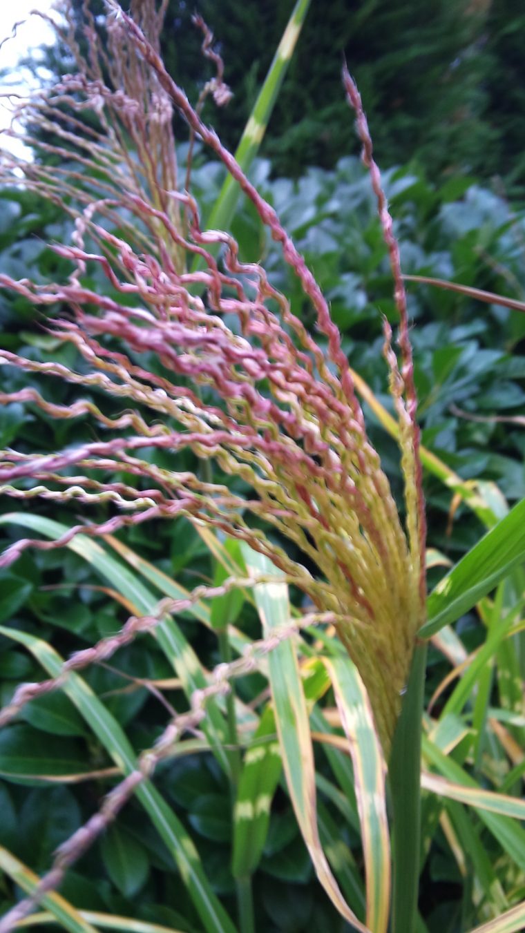 miscanthus sinensis strictus dwarf