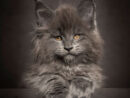40 Majestic Pictures Of Maine Coon Cats That Will Take Your Breath Away avec Maine Coon Noir intéressant