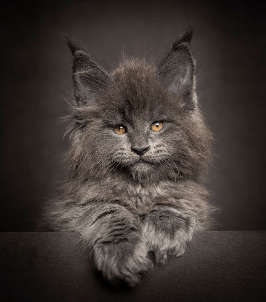 40 Majestic Pictures Of Maine Coon Cats That Will Take Your Breath Away avec Maine Coon Noir intéressant