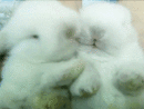 A Person Holding Two White Rabbits In Their Hands And One Has It'S tout Gif Chats Calins