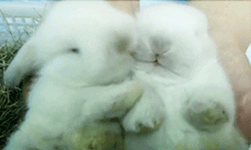 A Person Holding Two White Rabbits In Their Hands And One Has It'S tout Gif Chats Calins