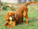 Adorable Ruby Puppy  Cavalier Puppy, Cavalier King Charles Spaniel tout Bebe Cavalier King Charles fascinant