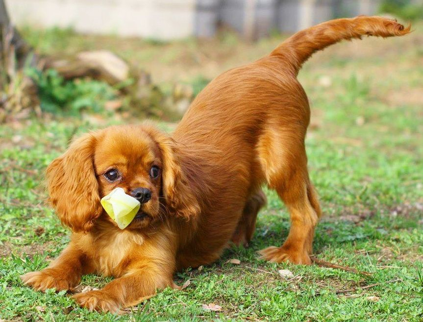 Adorable Ruby Puppy  Cavalier Puppy, Cavalier King Charles Spaniel tout Bebe Cavalier King Charles fascinant 
