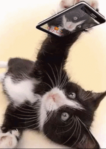 Animált Fotó  Cats, Kitten Pictures, Cats And Kittens Pictures encequiconcerne Gif Bonjour Rigolo vous pouvez essayer 