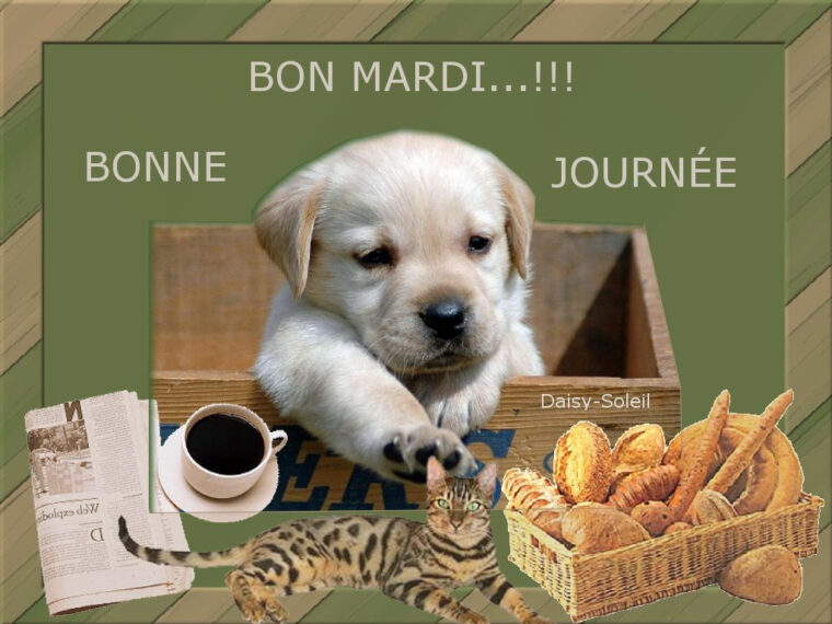 Bon Mardi concernant Bon Mardi Et Bonne Journée