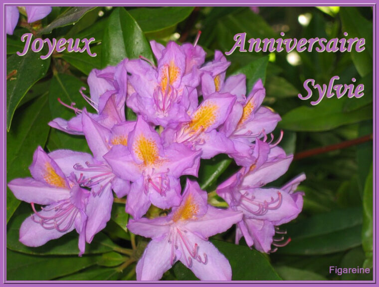 Carte Joyeux Anniversaire Sylvie encequiconcerne Bonne Fete Sylvie génial