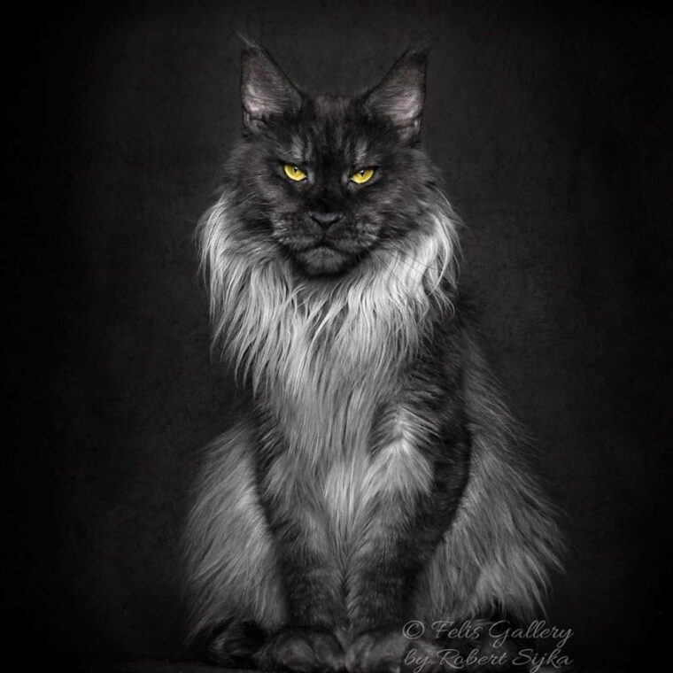 Ce Photographe Capture La Beauté Majestueuse Des Chats De Race Maine Coon destiné Maine Coon Noir intéressant