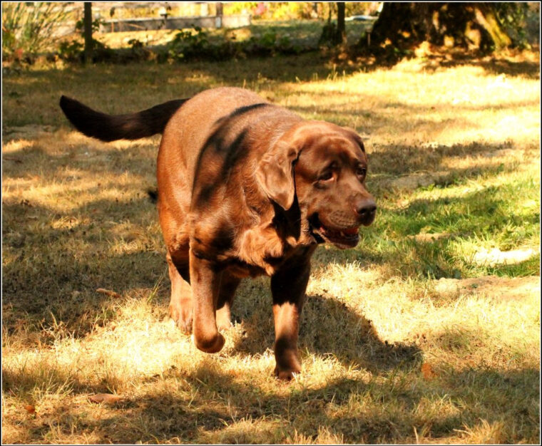 Chien – Elevage De La Foret Des Boules De Poils – Eleveur De Chiens pour Chien Boule De Poil